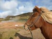 Icelandic horse during summer