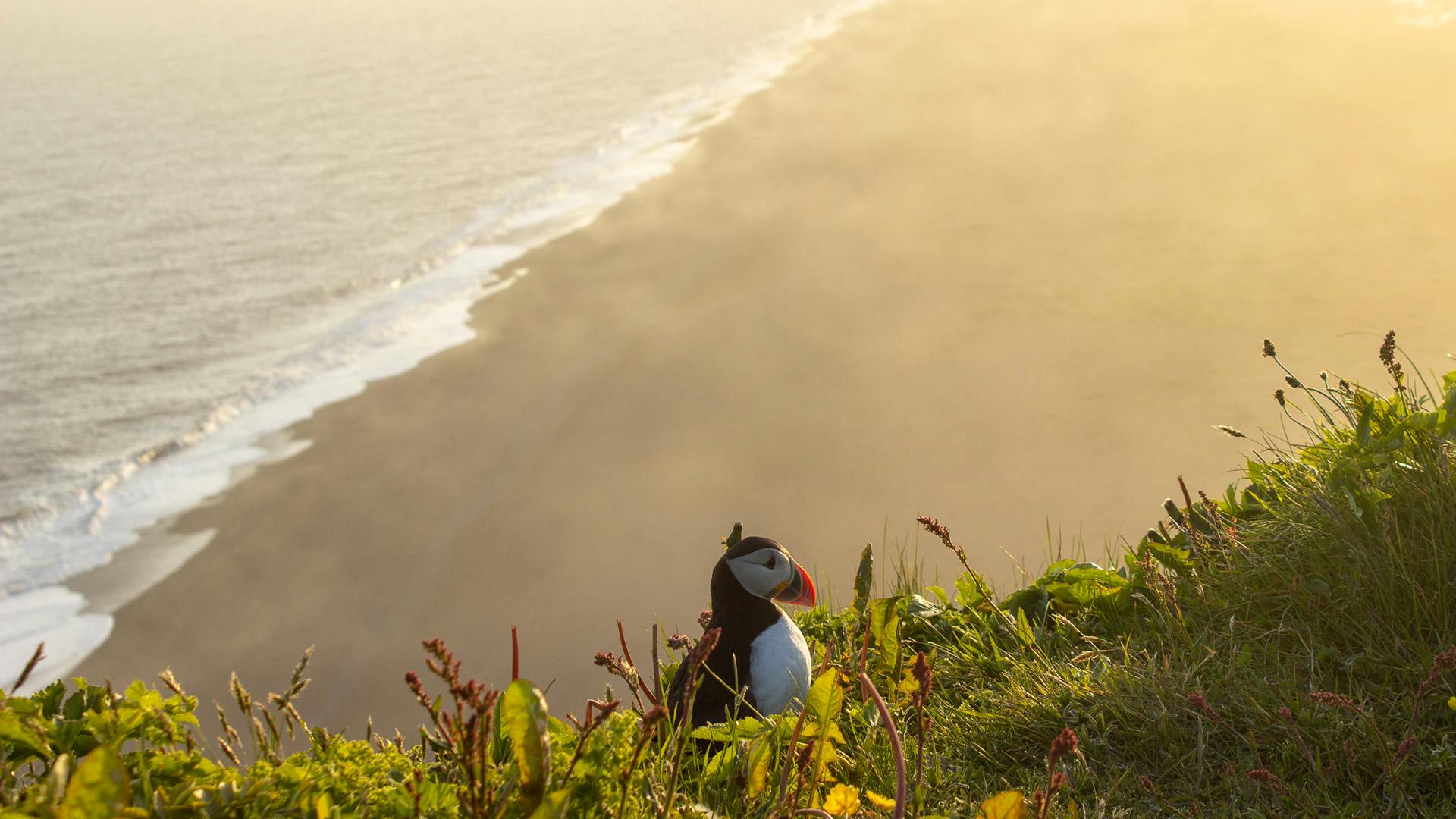 Puffin standing and posing for the photo.