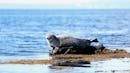 Seal sunbathing on a rock.