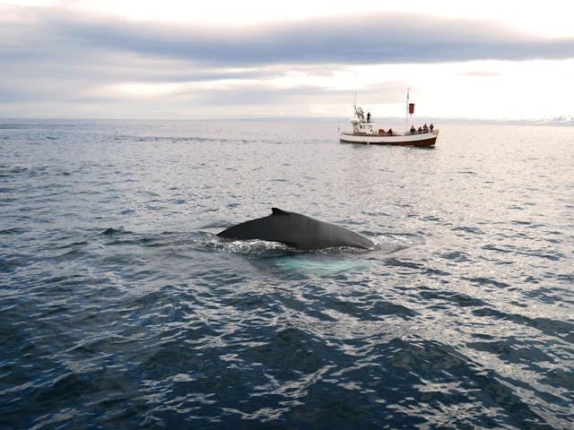 Humpback whale with its fin out of the water while a boat with people inside is in the background, people are photographing this wild creature.