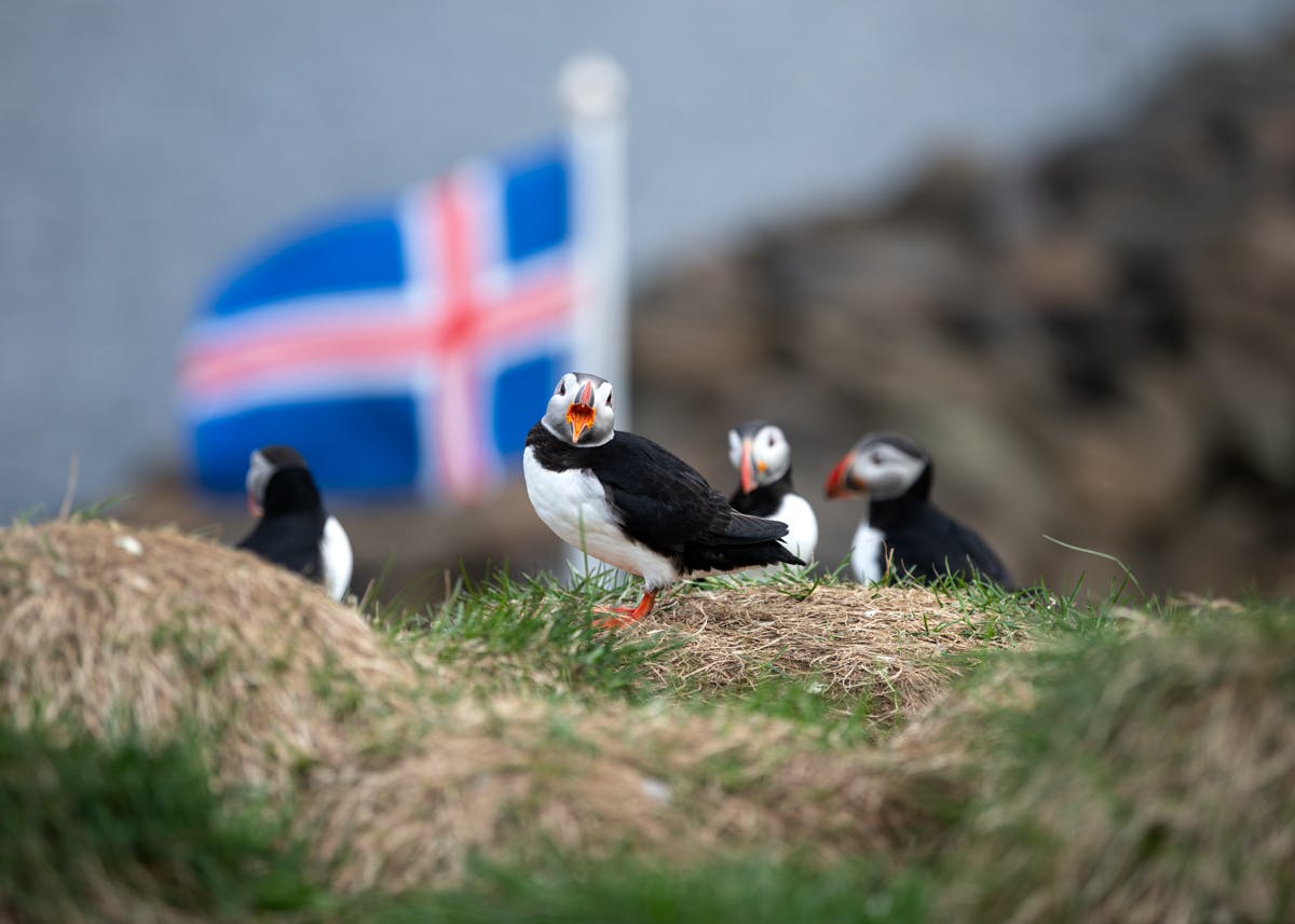 Puffin in front of Icelandic flag