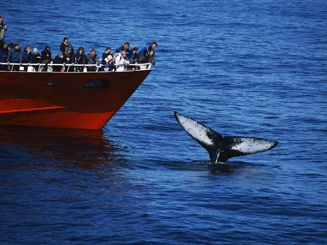 Boat on sea with a whale in front of it in Iceland